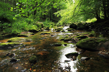 Obraz premium river in the green spring forest