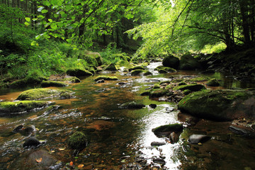 river in the green spring forest