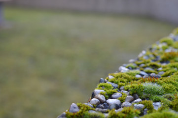 Moss covered stone hedge with blurry background