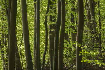 Polish beautiful oak forest on the Baltic Sea