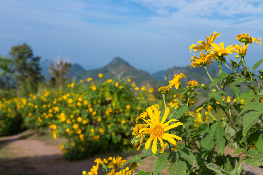 Beautiful landscapes in Phu Pa Poh, province Loei, Thailand.