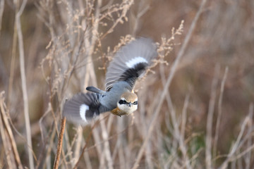 淀川河川敷のモズ