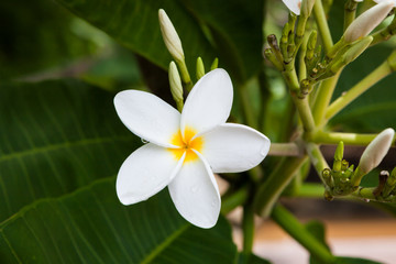 Plumeria flower blooming in nature