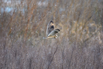 雪とコミミズク