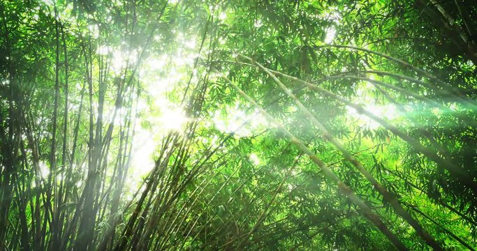 Bright sun light rays in green bamboo forest. Hot summer time in thick tropical jungle with growing exotic plants. Sun rays breaking through young tall bamboo reeds with greenish leaves