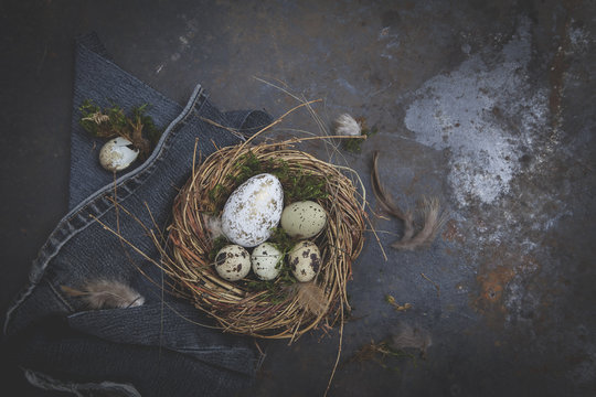 Oster Dekoration mit Nest und Ei auf dunklem Hintergrund