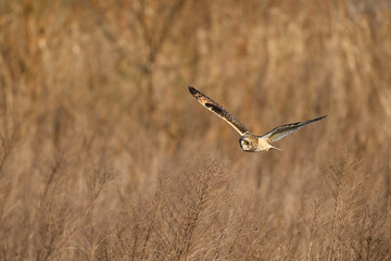 雪とコミミズク