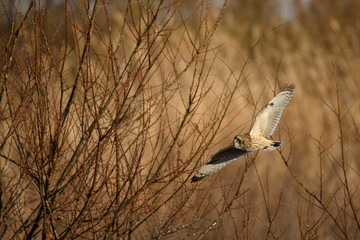 雪とコミミズク