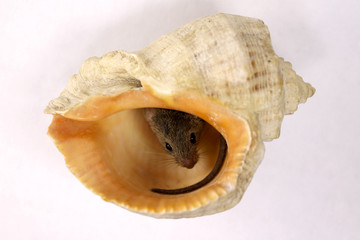Cute little mouse in a seashell on a white background
