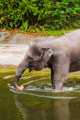 Elephant in water