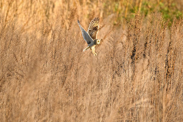 雪とコミミズク