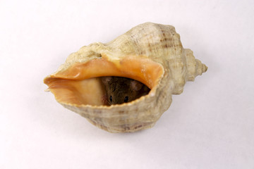 Cute little mouse in a seashell on a white background