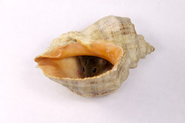 Cute little mouse in a seashell on a white background