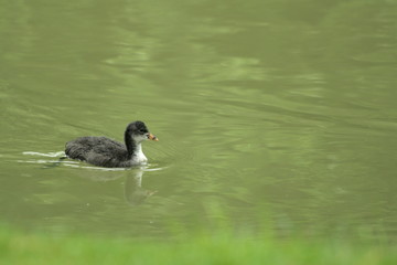Jeune Foulque macroule (fulica atra)