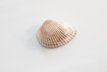 Seashell isolated on white background,