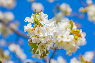 Obraz premium apple tree in the spring