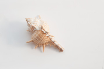 Seashell isolated on white background,