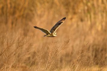 雪とコミミズク