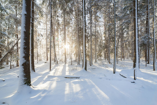 Fototapeta Sunshine in winter forest