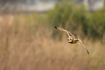 雪とコミミズク