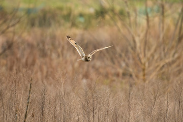 雪とコミミズク