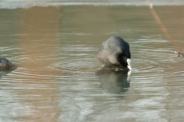 Foulque macroule (fulica atra)