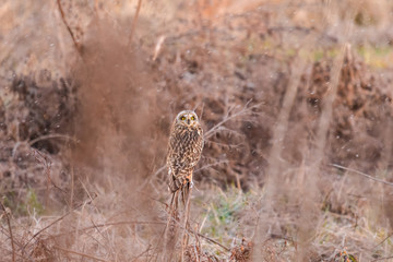 雪とコミミズク
