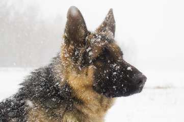 dog on a winter walk