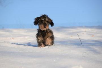 if you call me i&acute;ll be there, cute dachshund running to you in snowy landscape