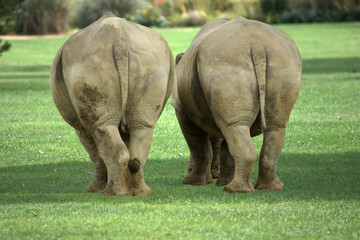 Amusing view of the rear of two fat rhinos