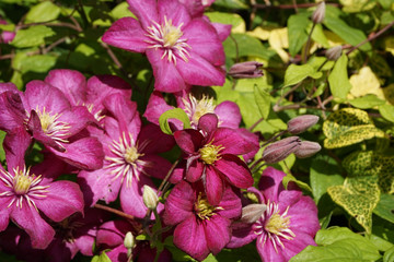 clematis flowers
