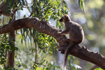Red-fronted brown lemur.