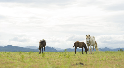 Naklejka na ściany i meble Three horses running on yellow field background with blue mountain and dark cloud