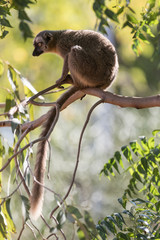 Red-fronted brown lemur.