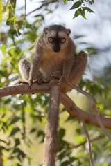 Red-fronted brown lemur.