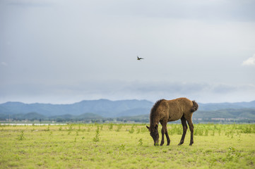 Brown horse running on yellow field background with blue mountain and dark cloud