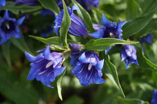 Blue Gentian Flower