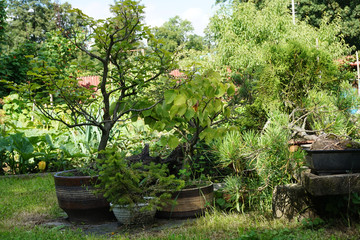 Fototapeta na wymiar green bonsai trees