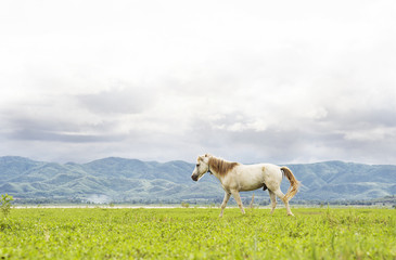 Obraz na płótnie Canvas White horse running on yellow field background with blue mountain and dark cloud