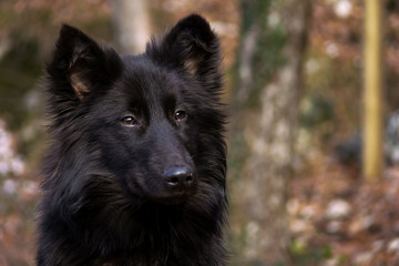 cane pastore belga nero