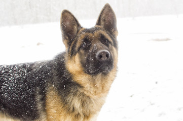 dog on a winter walk