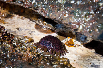 Helmet sea urchin on a rock