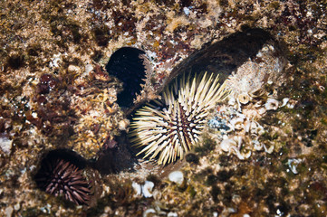 Rock-boring sea urchins in rock holes.