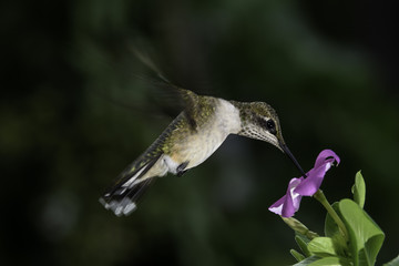 Ruby Throated hummingbird 3