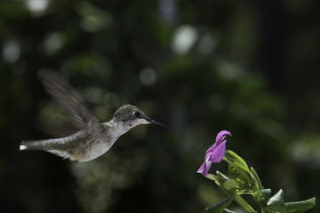 Obraz na płótnie Canvas Ruby Throated Hummingbird 4