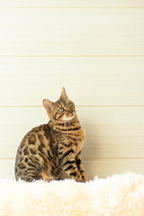 The beautiful Bengal cat on the carpet