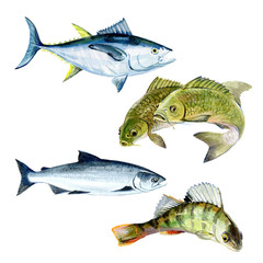 Set of watercolor carp, salmon, perch, tuna fish isolated on a white background illustration.