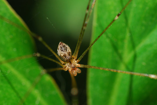 Yellow Spider on green leaf 