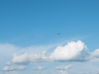 Fototapeta premium Eagle in the blue cloud sky copy space