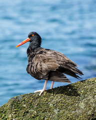 Black Oystercatcher (Haematopus bachmani) preens itself along Ballona Creek, Play del Rey, CA, USA.